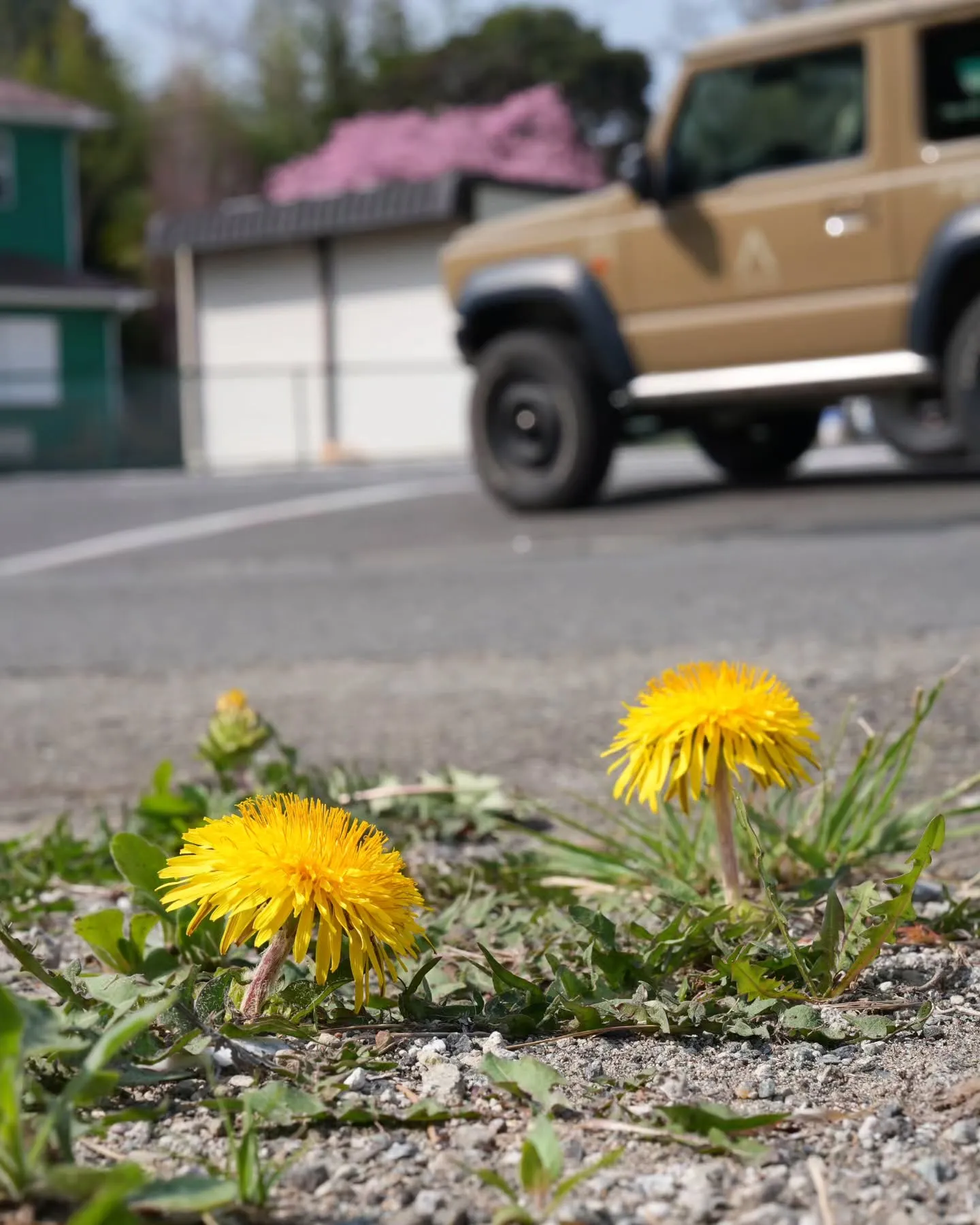 アピオ開花速報🌸
