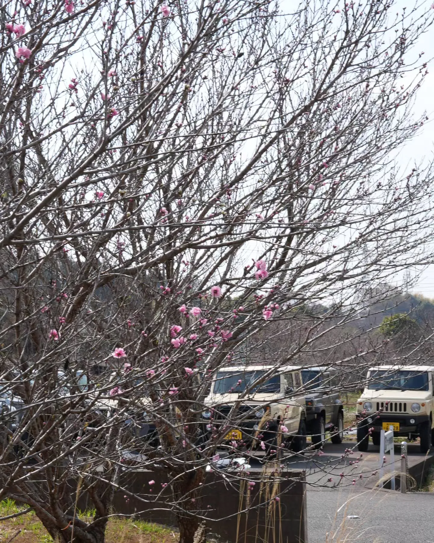 アピオ開花速報🌸