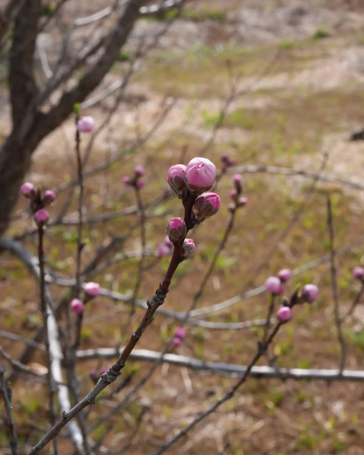 アピオ開花速報🌸