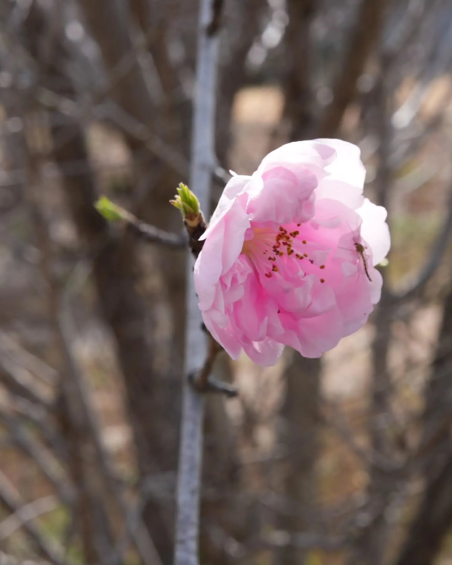 アピオ開花速報🌸