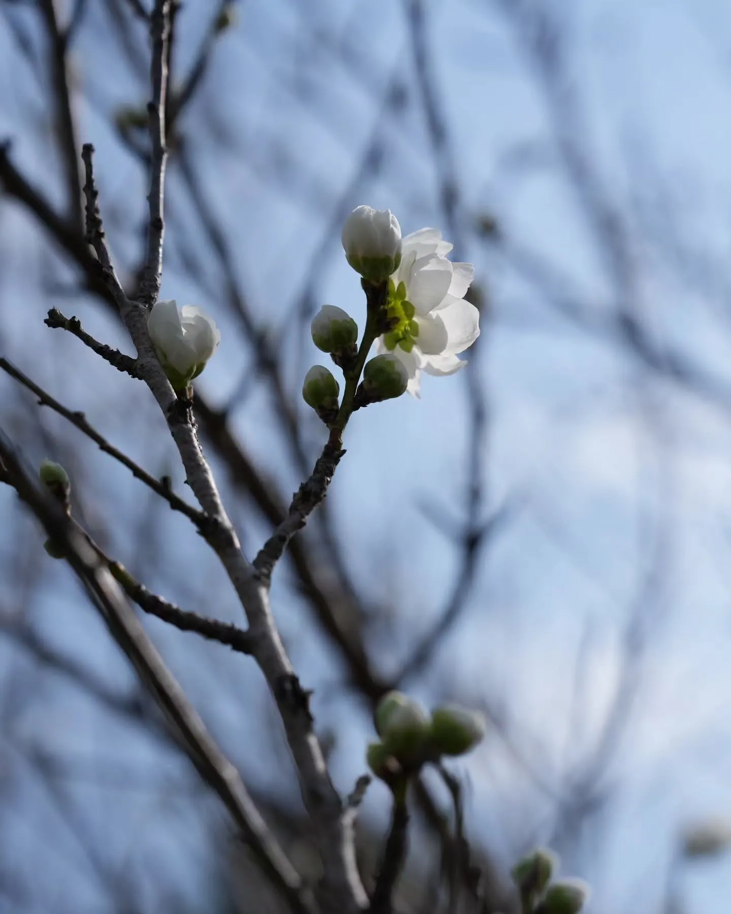 アピオ開花速報🌸