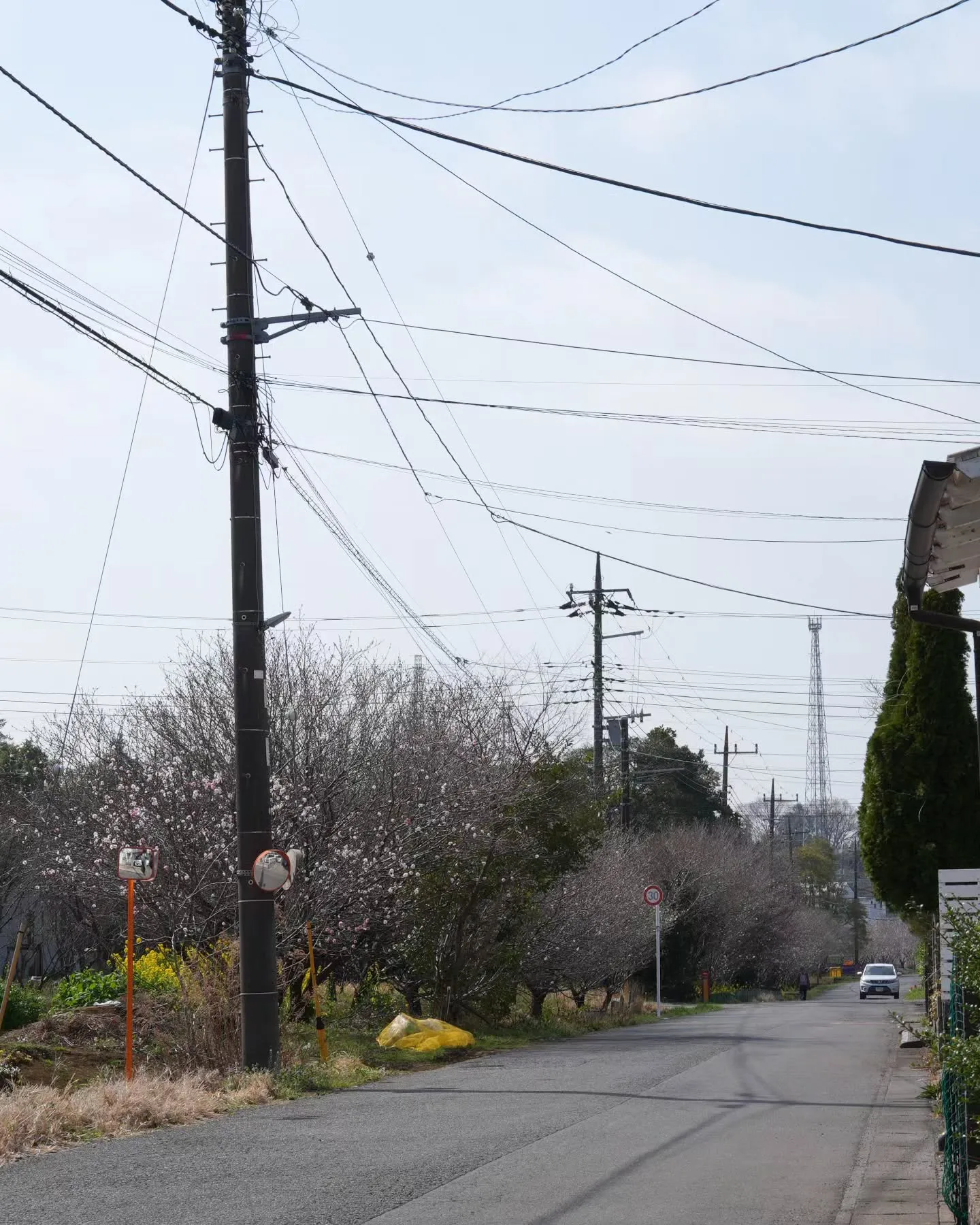 アピオ開花速報🌸