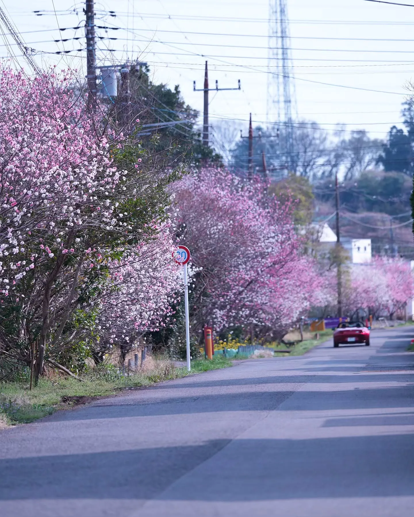 そろそろアピオ前の花桃が見頃を迎えそうです🌸