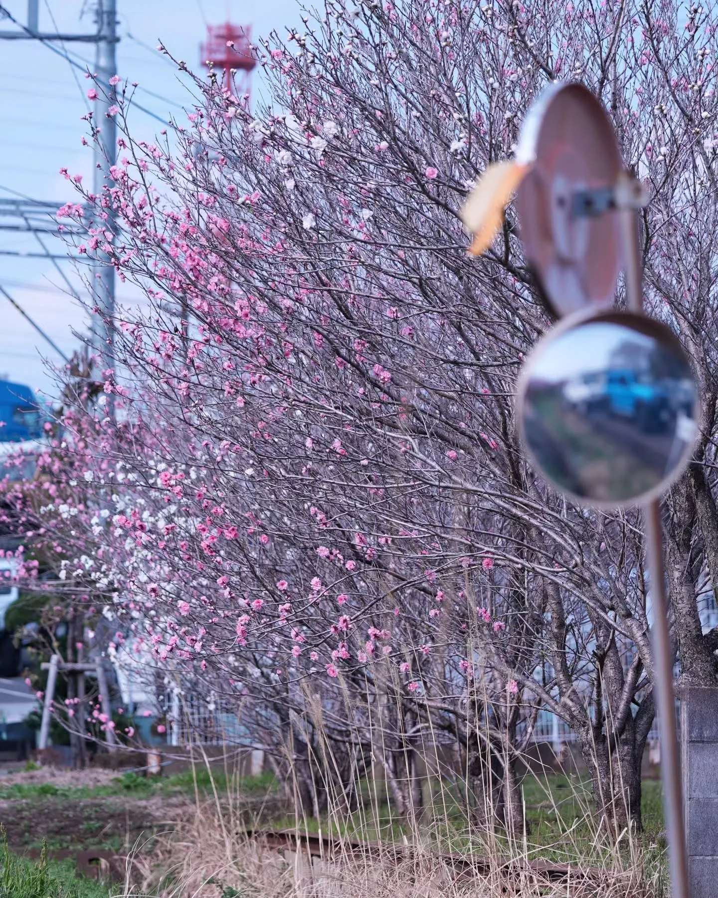 そろそろアピオ前の花桃が見頃を迎えそうです🌸
