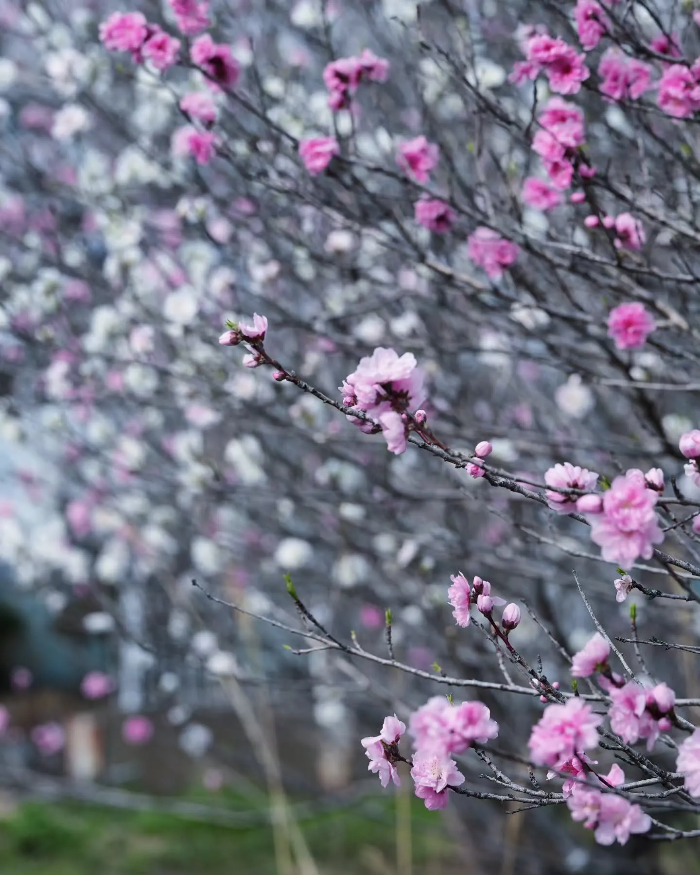 そろそろアピオ前の花桃が見頃を迎えそうです🌸