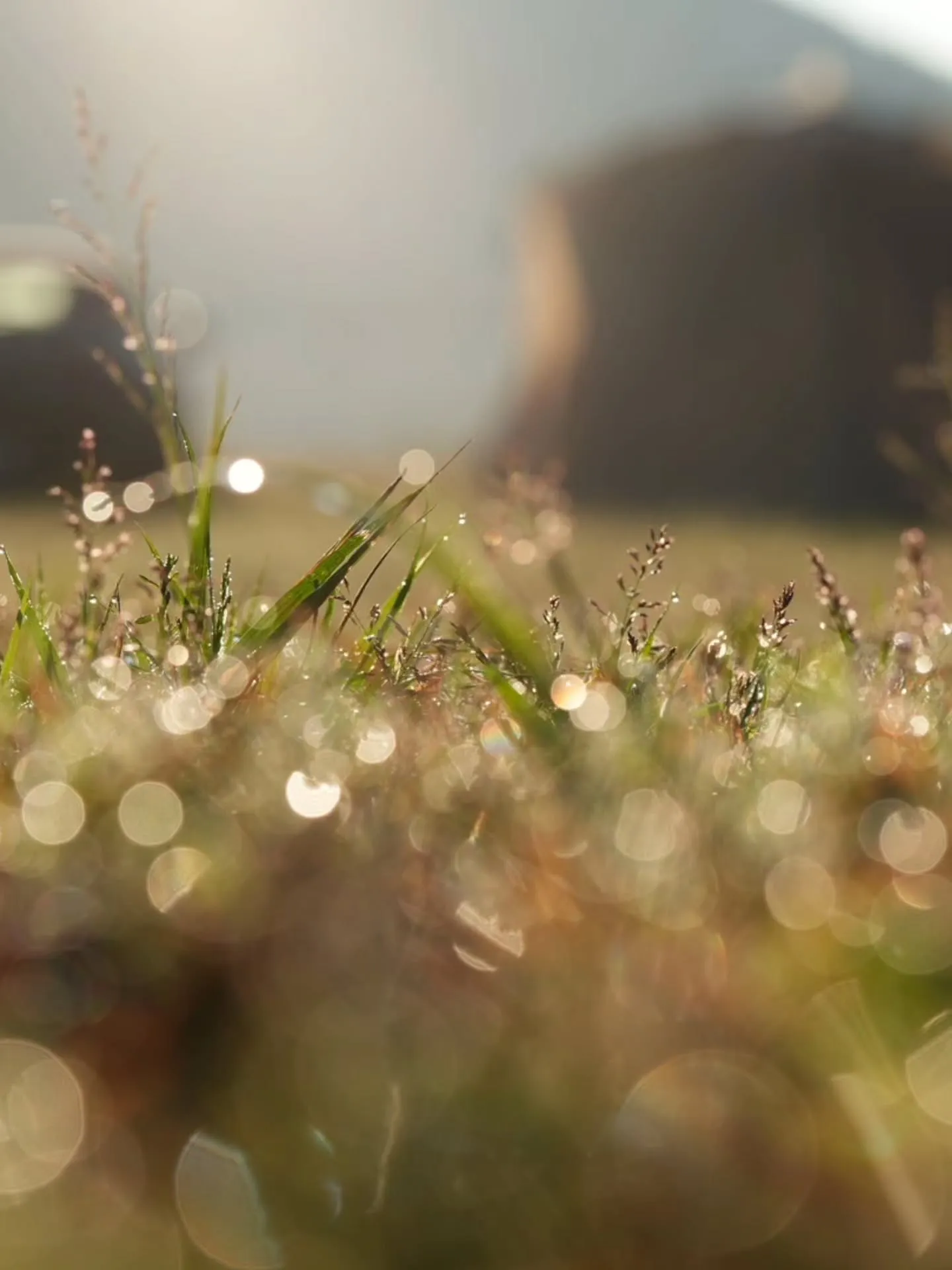 早朝の精進湖with APIOロードスター