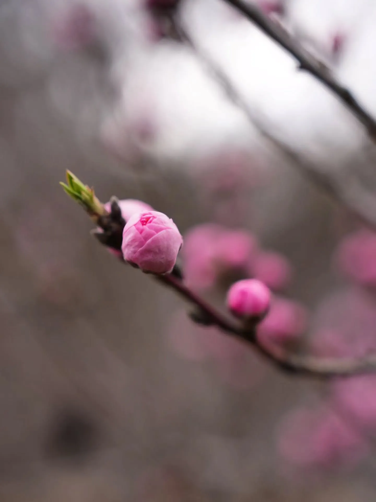 アピオ前開花情報🌸