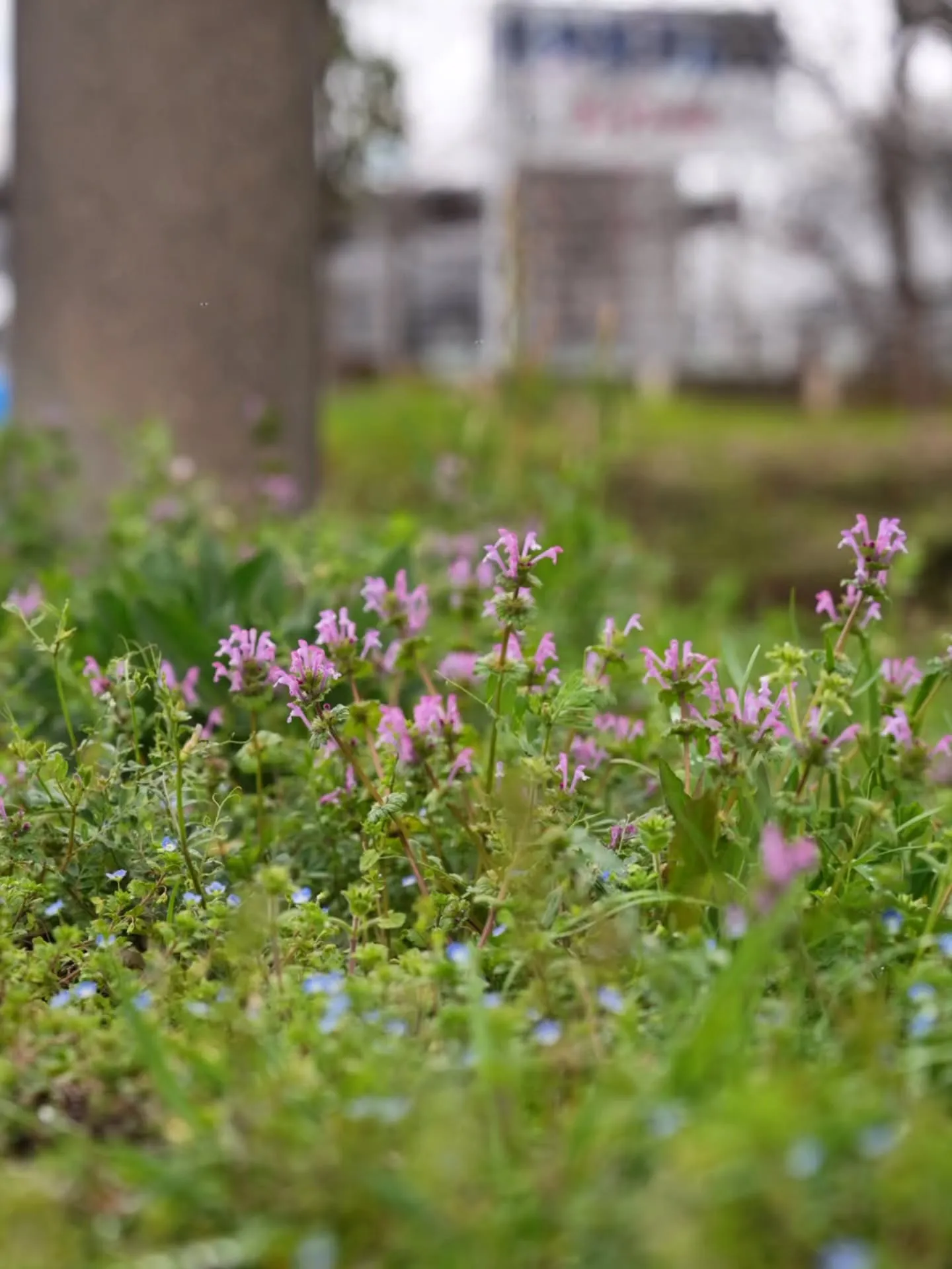 アピオ前開花情報🌸
