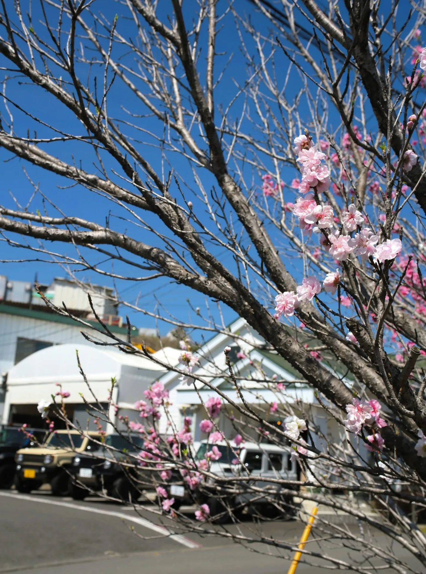 いよいよ、アピオ前の花桃が見ごろを迎えております🌸