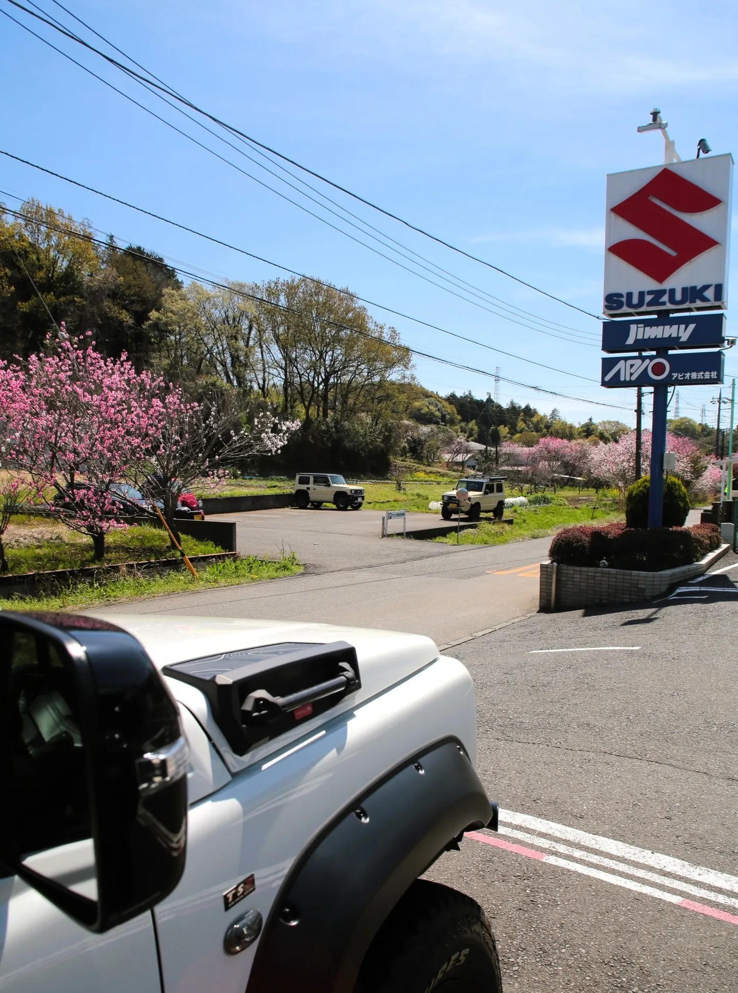いよいよ、アピオ前の花桃が見ごろを迎えております🌸