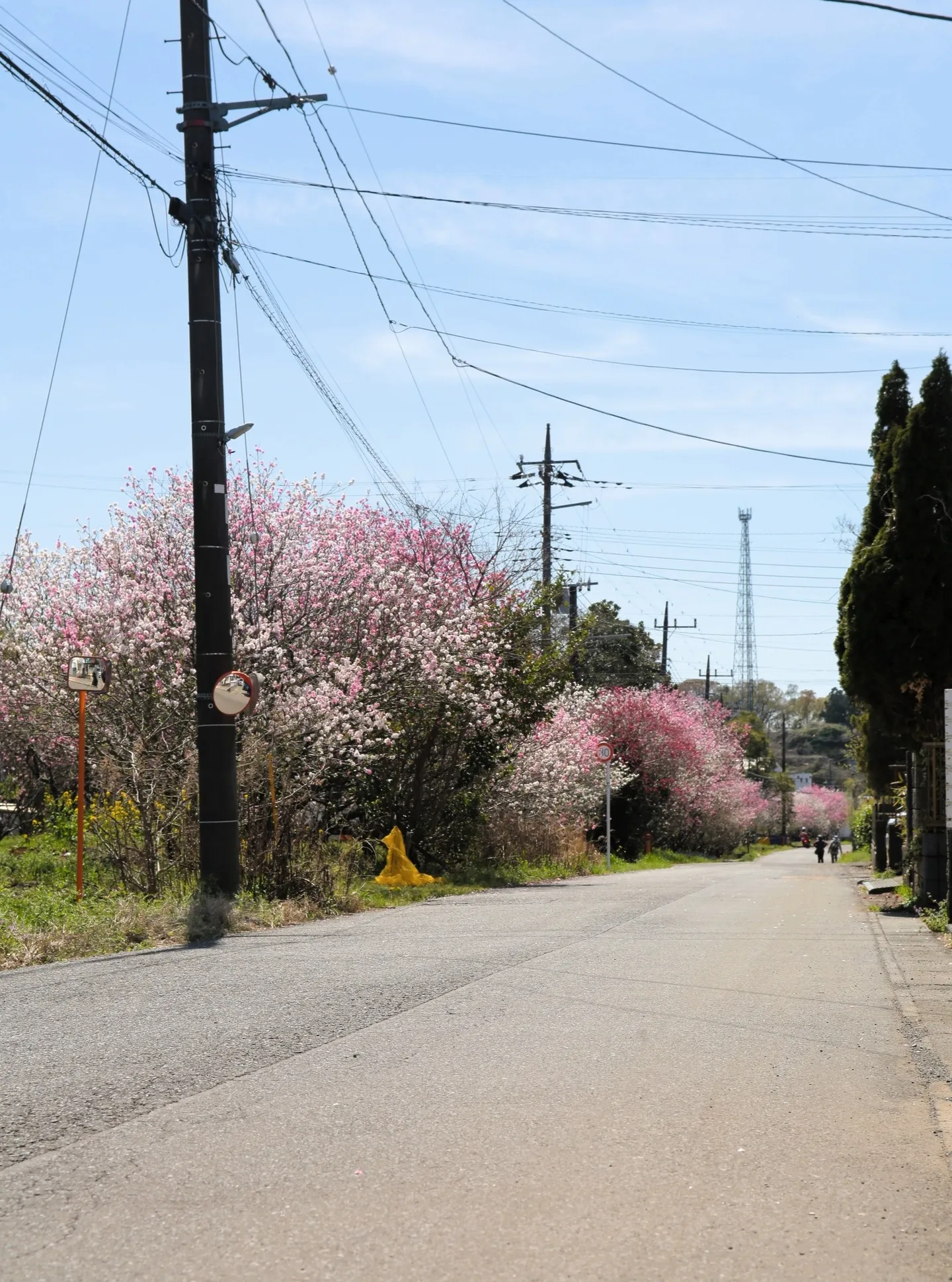 いよいよ、アピオ前の花桃が見ごろを迎えております🌸