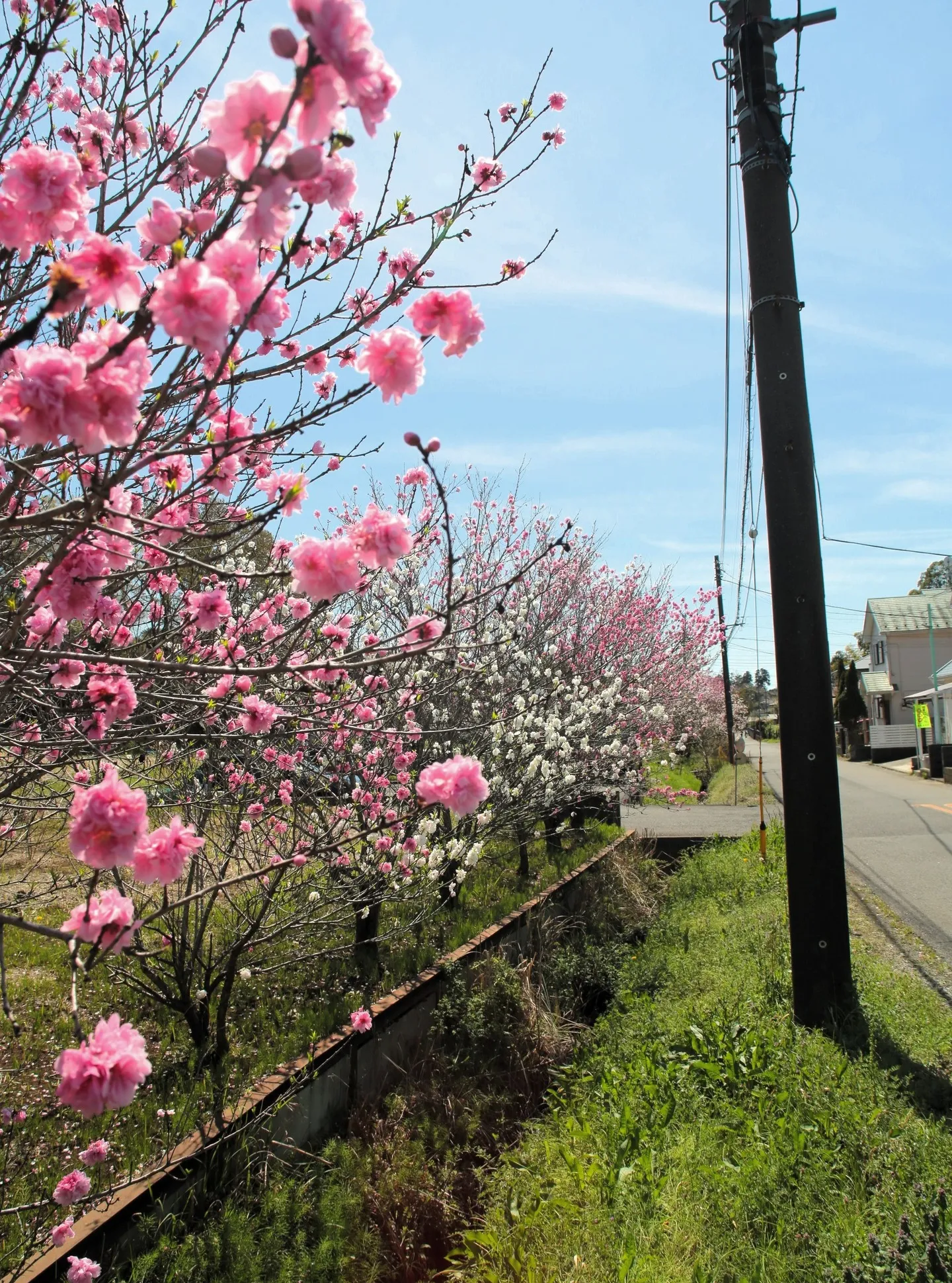 いよいよ、アピオ前の花桃が見ごろを迎えております🌸