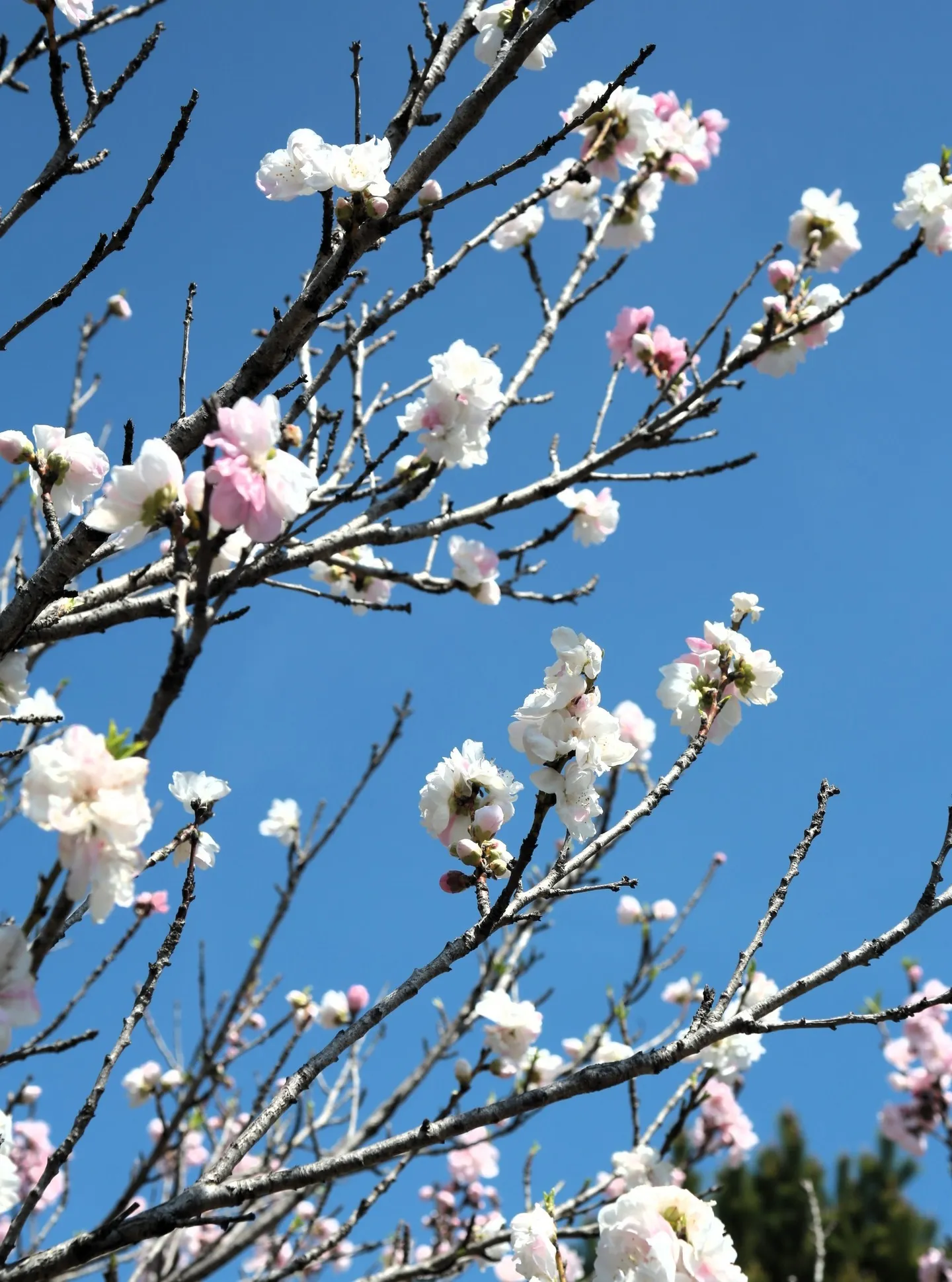 いよいよ、アピオ前の花桃が見ごろを迎えております🌸