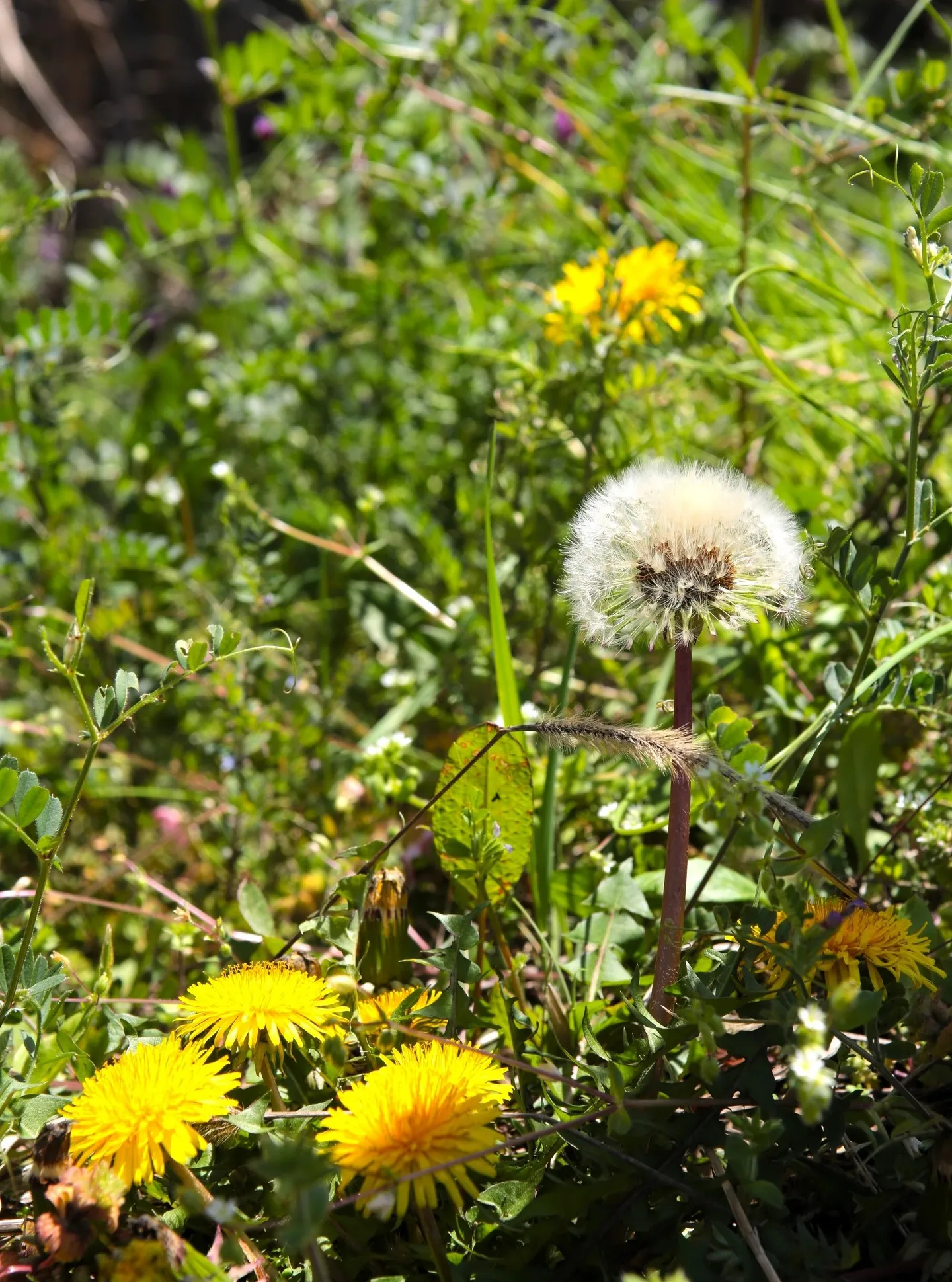 いよいよ、アピオ前の花桃が見ごろを迎えております🌸